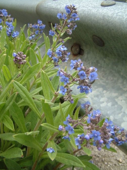 Cynoglottis barrelieri (=Anchusa barrelieri)